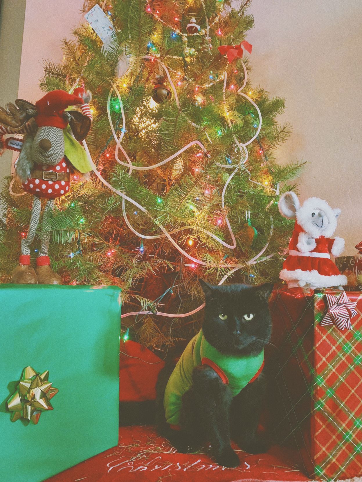 Christmas Cats 2018